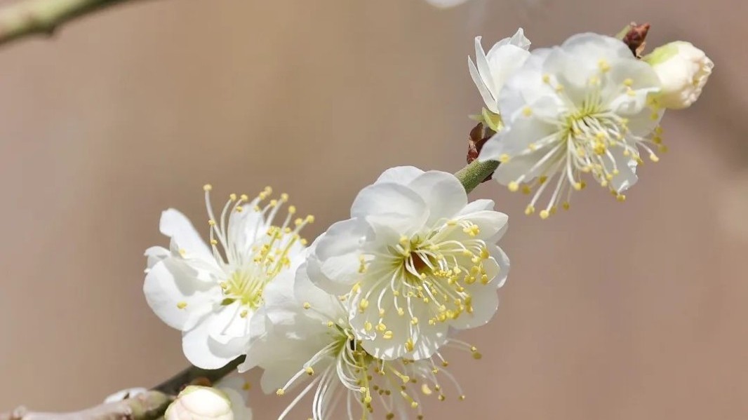 大风蓝色预警解除 今天晴有二三级风 最高温达11℃ 晴 大风蓝色预警解除 今天晴有二三级风 最高温达11℃ 晴