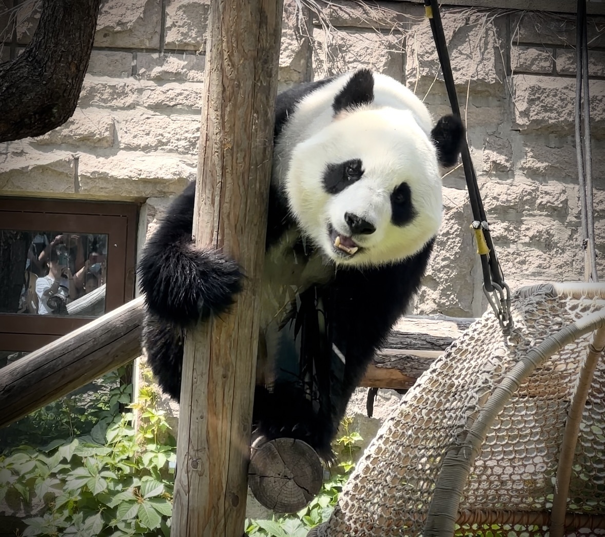 熊猫届优雅公主小白天