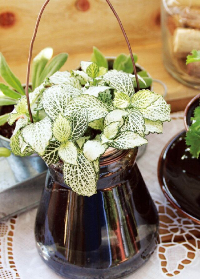 教你如何种水培植物