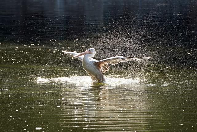 唯快不破 东芝存储极至超速SDXC UHS-II存储