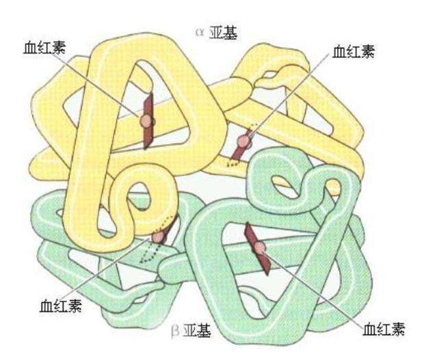 血红蛋白低八成是体内的铁丢失了,如何快速补