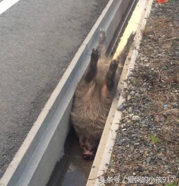 男子被猪的叫声吸引,寻声而去后,野猪的反应让