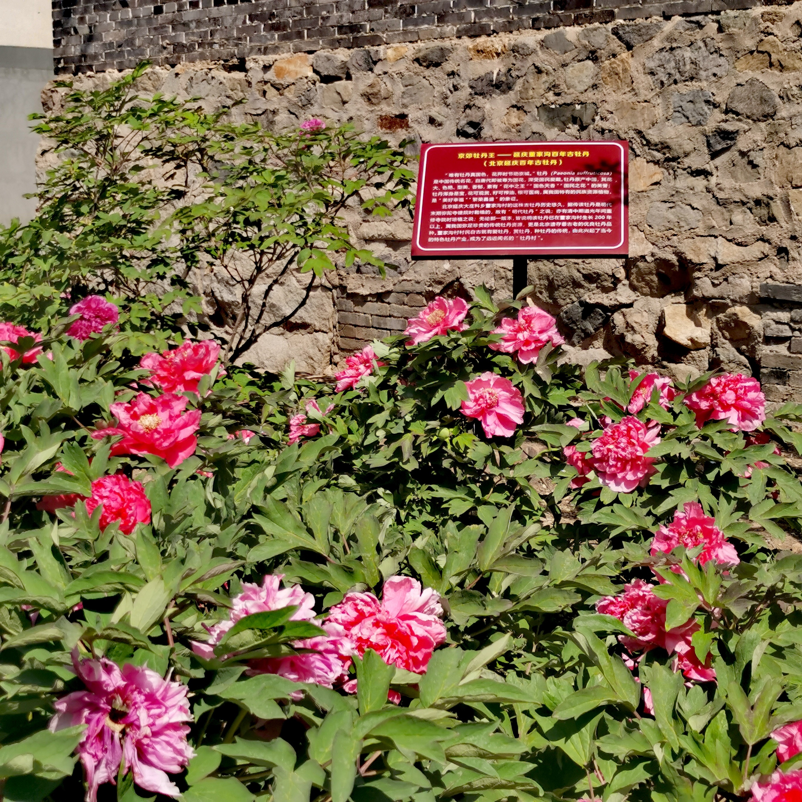 延庆牡丹文化节"花开花落二十日"至花期结束 "花样"活动等您来