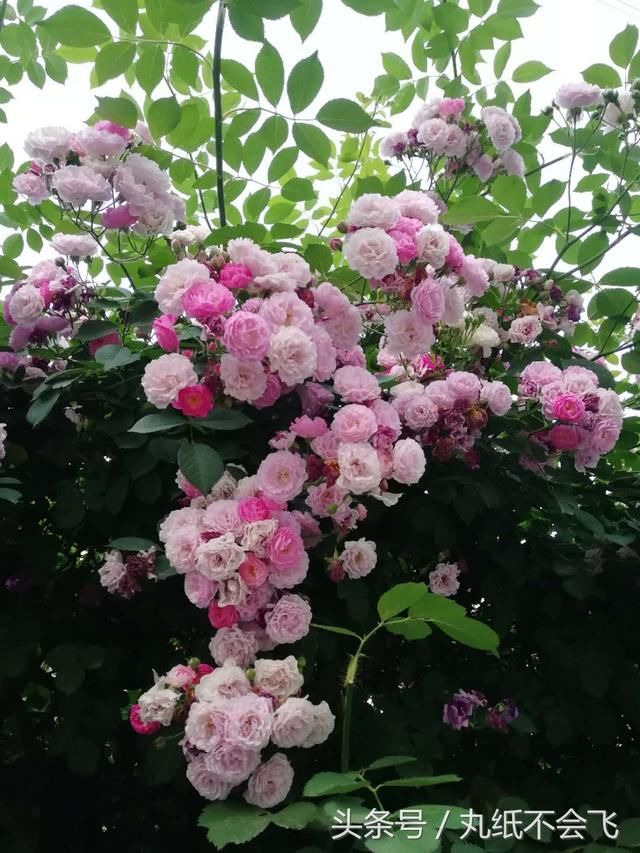 西安网红小区,满园春色关不住,一支蔷薇出墙来