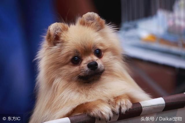 狗狗讨厌主人的表现