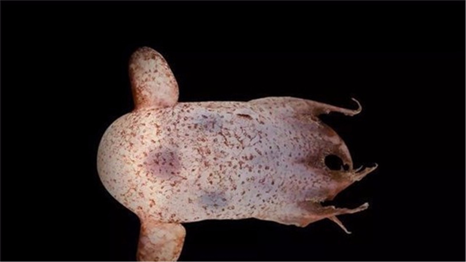 酷似迪斯尼动画片中的小飞象的章鱼