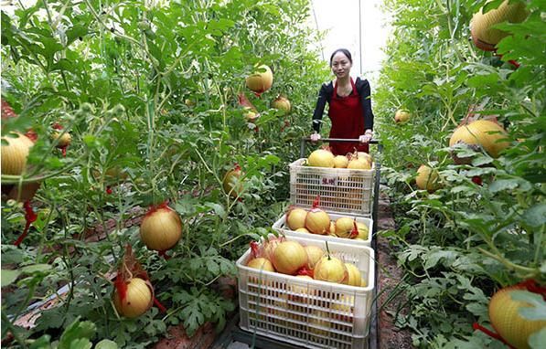 黄金西瓜产量低,但皮薄多汁,营养大,5元一斤,农