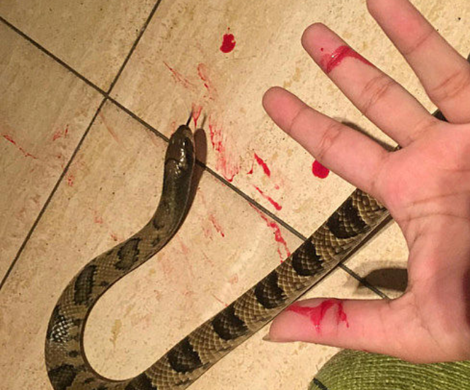 重口味女子与5米巨蟒同居 共收集16条蛇公寓