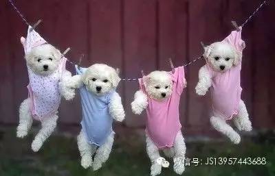 奶犬和哺乳母犬如何喂食狗粮