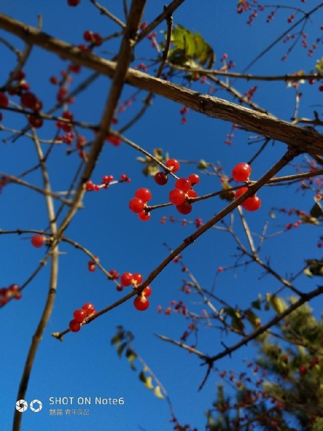 三星铁粉狂赞魅蓝Note6拍照,有考虑过Note8的