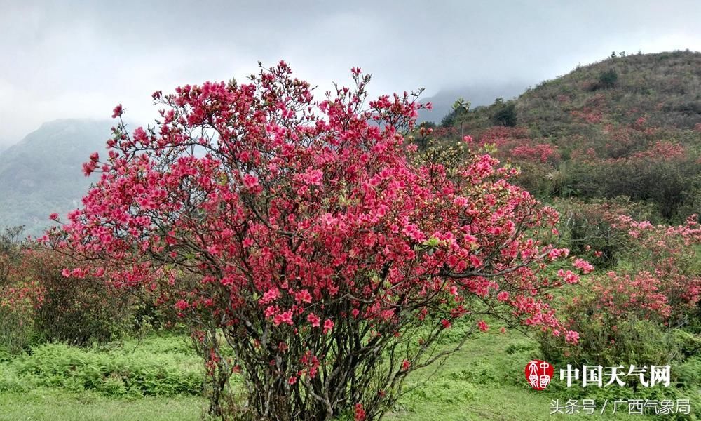 柳州:杜鹃花映红融水元宝山