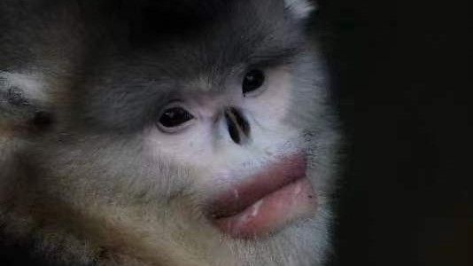 朋克头、大眼睛、大红嘴唇…这样的雪山精灵,你见过吗? 朋克头、大眼睛、大红嘴唇…这样的雪山精灵,你见过吗?