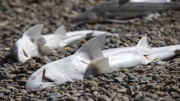 中国最新一二线城市排行出炉;凯库拉地震后新