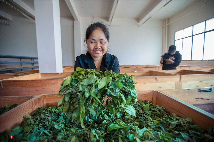 陲小城号称普洱茶第一县,茶农每户每年收入超