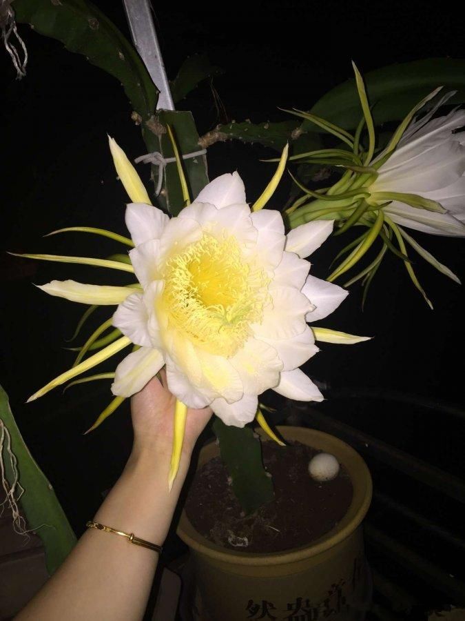 阳台上火龙果3年不开花,老公气得砍半截,然后