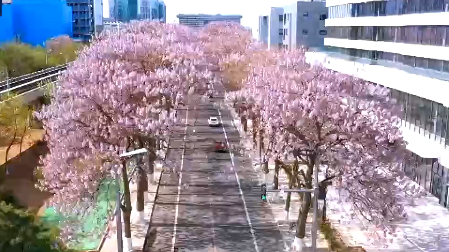 悦赏京城好春色   看北京最美梧桐大道