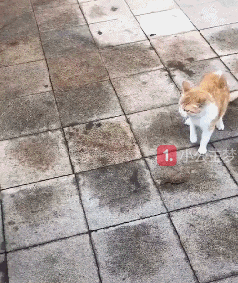 搞笑gif图:男人骚起来,妹子都自叹不如!