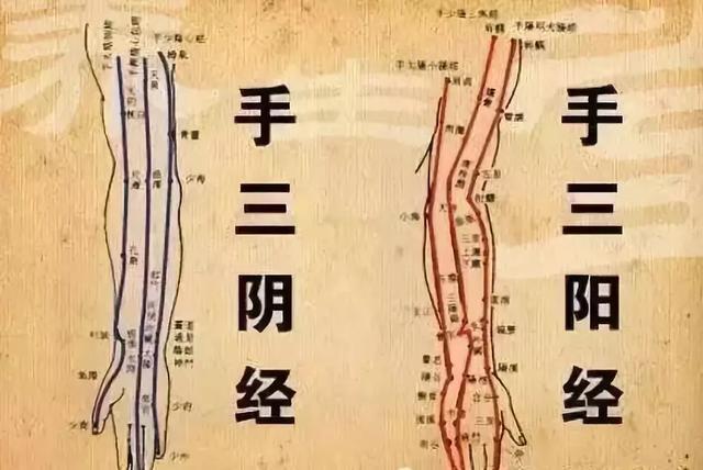 上的准确位置图,命门的准确位置图,犊鼻的准确位置图_大山谷图库