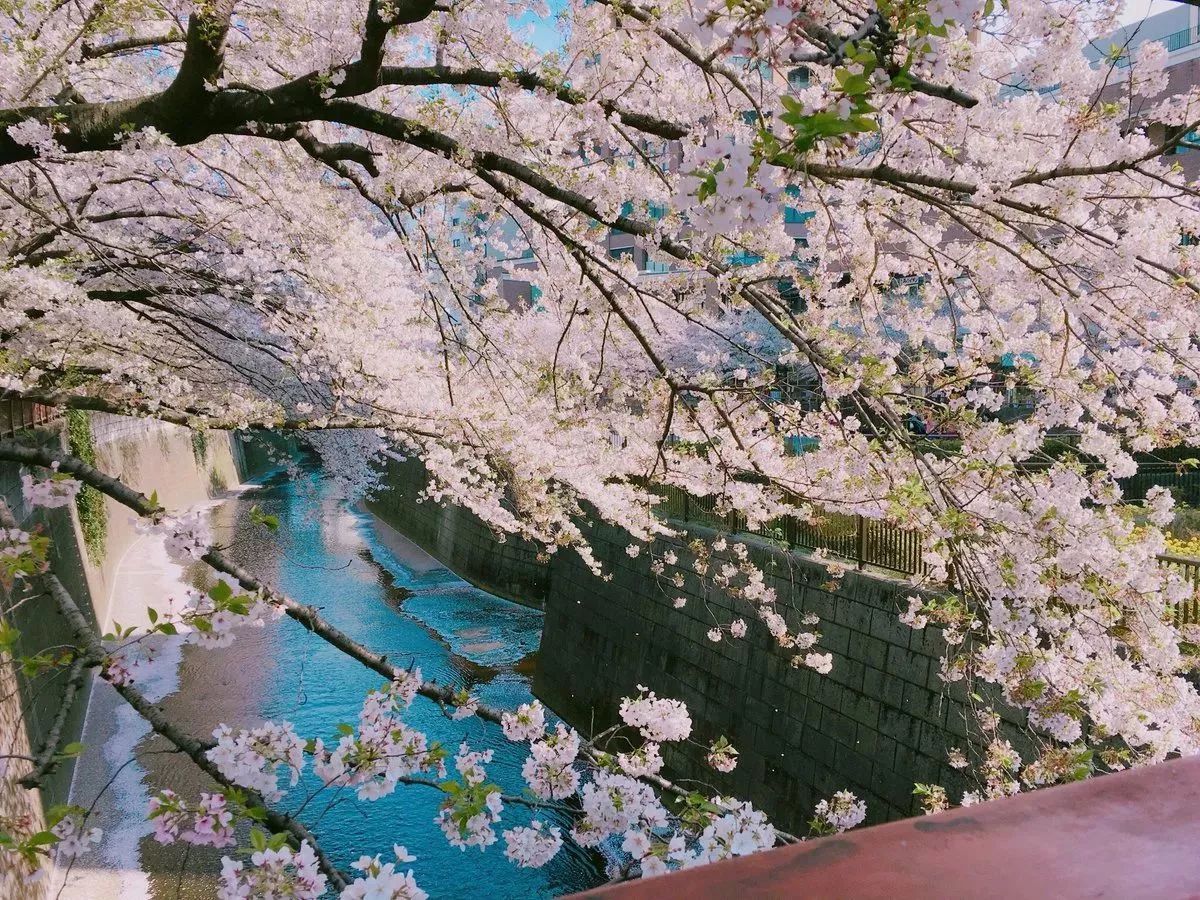 速报!2018日本樱花绽放时间表出来啦!飞机票买