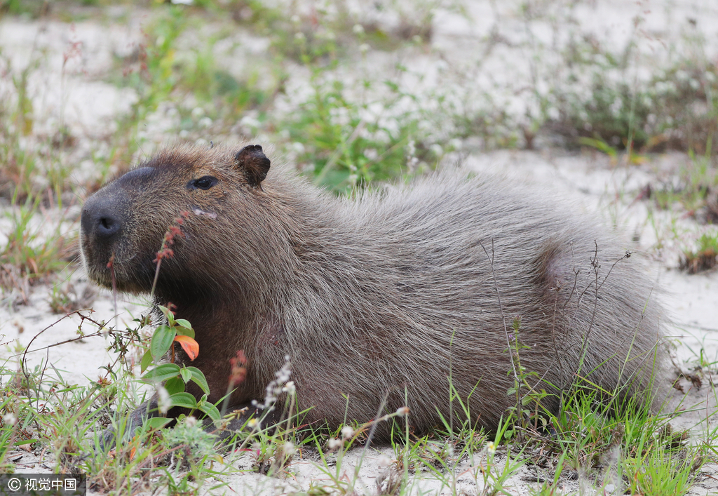 水豚自由自在颇为惬意。