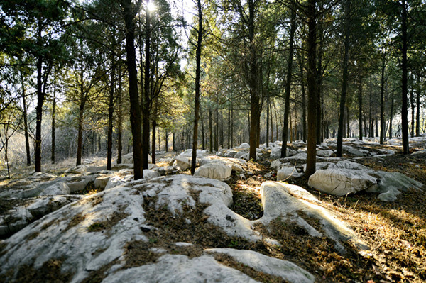 【中国梦·实践者】山东原山：60年打造的绿色丰碑