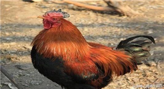 养鸡秘诀:养鸡不得病小窍门