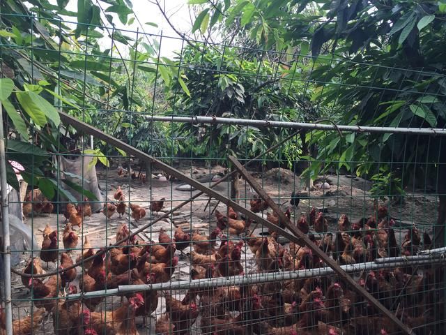 2018土鸡养殖精准扶贫,养殖创业计划书应该这