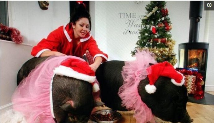 女子养2头300斤的猪,会撒娇卖萌,女子爱得不行