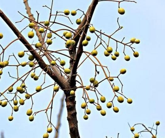 农村乡下常见的"苦楝树",一般人都不知道它的用途!