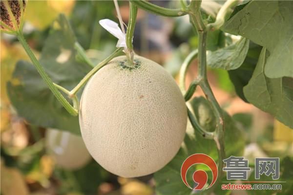 海阳:推动农业高质量发展 叫响现代高效农业海