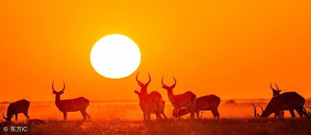 十一旅游去非洲?近20个非洲国家对中国游客免签