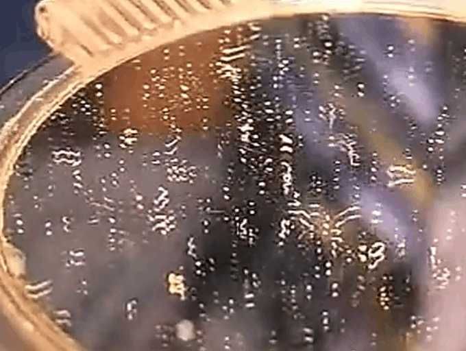 男子在脸上涂不明液体,孰料钻出白色蠕虫,细