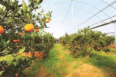 椪柑可卖20元一公斤!衢州柑橘转型修成正果