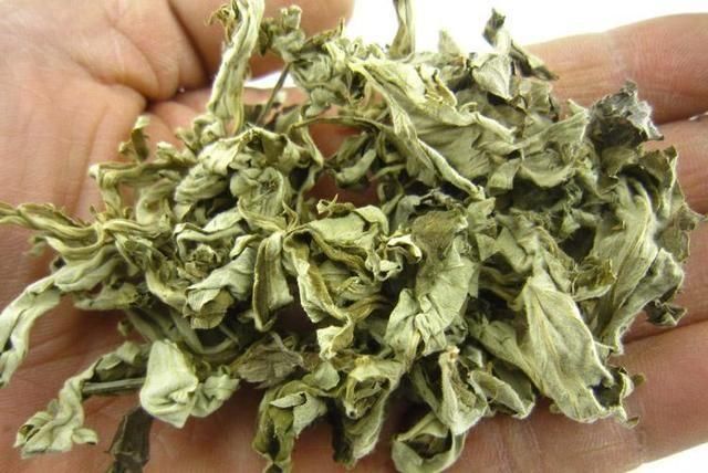 艾草用来泡脚,轻松治五病!越早知越好