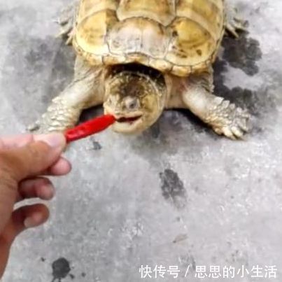 男子好奇将魔鬼辣椒喂给鳄龟 鳄龟的反应让男