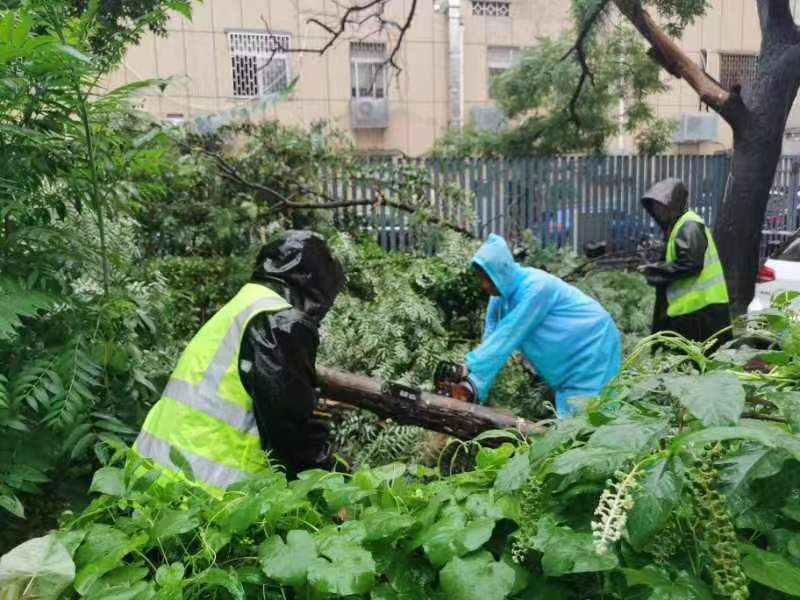 树倒砸车，三小时处理完毕！