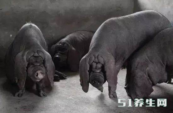 【太湖猪】这是真的一种奇特的猪，是全世界产仔数量最多的猪，无猪能及！太湖猪最高纪录窝产42头，活40头，而其它的猪种最多也只要15头左右。而嘉兴黑猪归于太湖猪的一种，在20世纪初，全球仅剩109头，其间95头母的，14头公的。要是一不小心断种了就可惜大了！更奇特的是它的肉居然比一般猪肉鲜美许多！