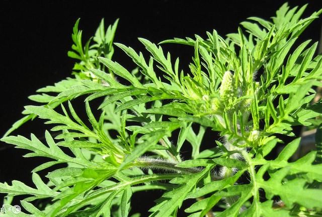 中医基础入门:艾灸的使用说明书