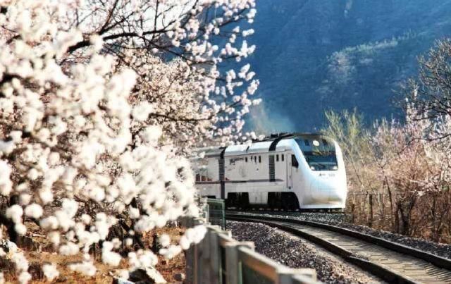 春天,它在居庸关穿越樱花花海 沿途花开正盛,阳光正好 列车