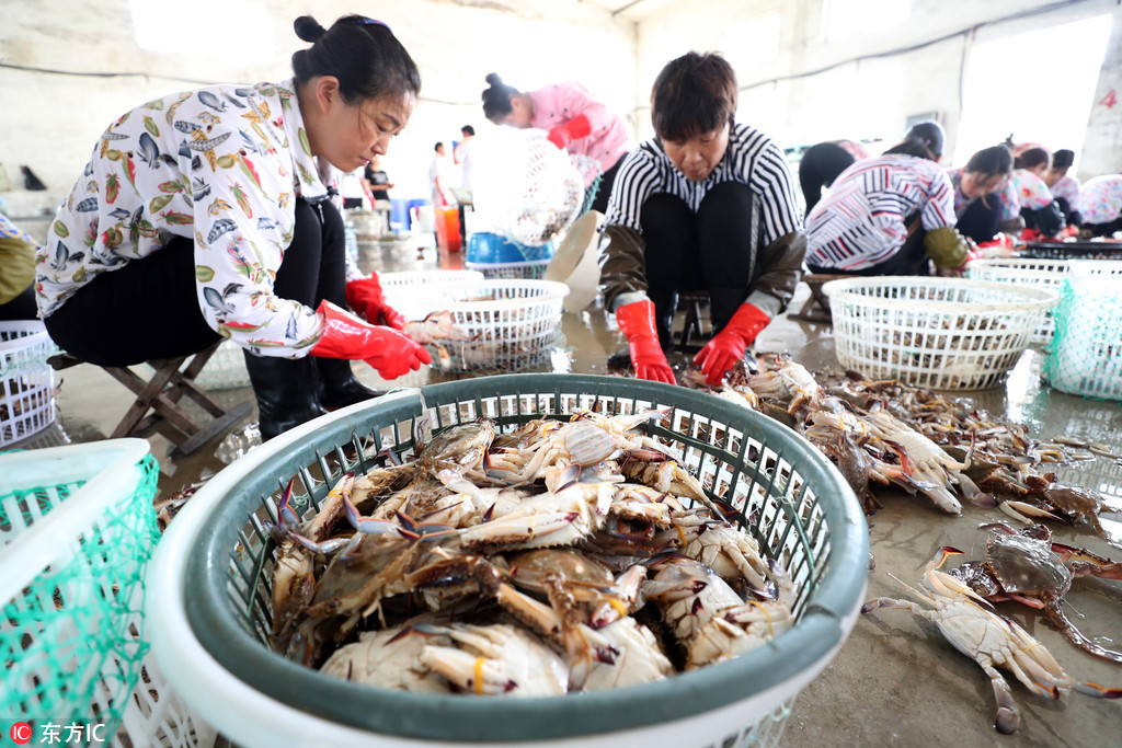 2018年8月7日,渔民在江苏省连云港市赣榆海头港海产品交易市场分拣梭子蟹,准备装车外运。
近日,江苏省连云港市秋捕梭子蟹喜获丰收,梭子蟹日到港量40多万公斤,当地渔民加紧捕捞和分拣,及时装车外运,满足市场需求。 
自8月1日12时起,黄海和东海海域桁杆拖虾、笼壶类、刺网和灯光围(敷)网作业渔船结束为期3个月的伏季休渔,开始海上捕捞作业。