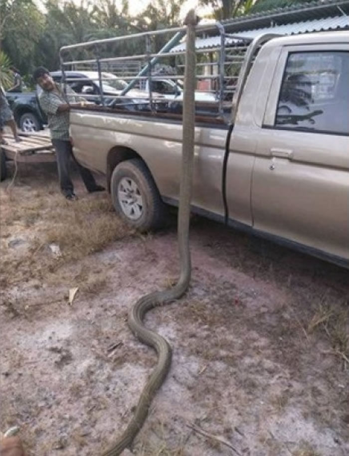 泰国男子在棕榈园看猫头鹰吃鸡蛋 却遇到4.1米长眼镜王蛇