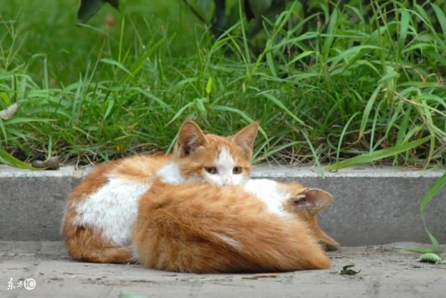 猫有认路能力吗?如果在外面丢了是它不想回家