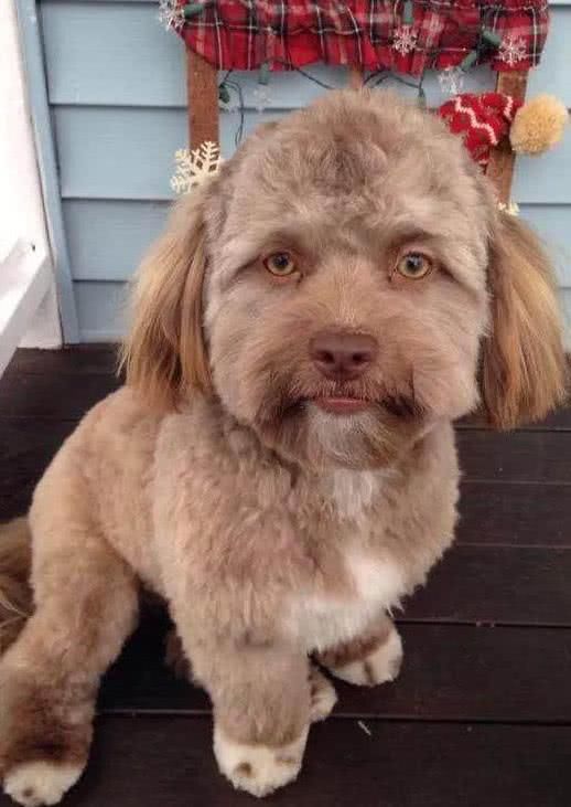 国外出现了一只长的像人的狗狗,网友:看的我害