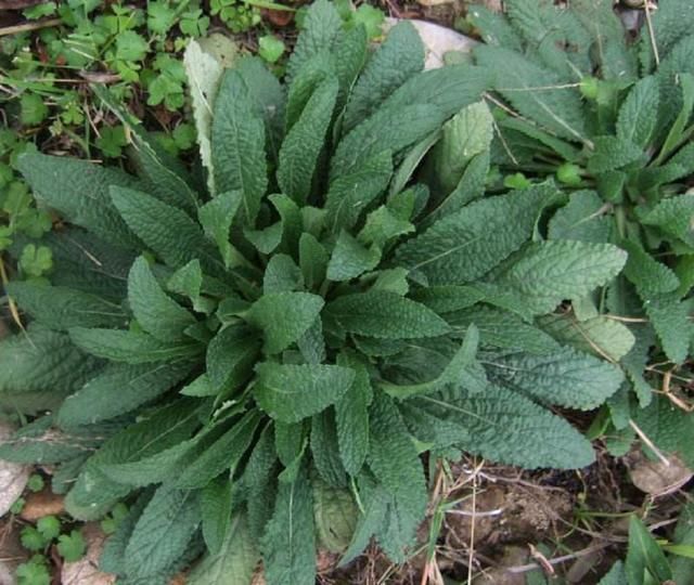 农村这种全身是疙瘩的野草,农民看到就拔掉,却