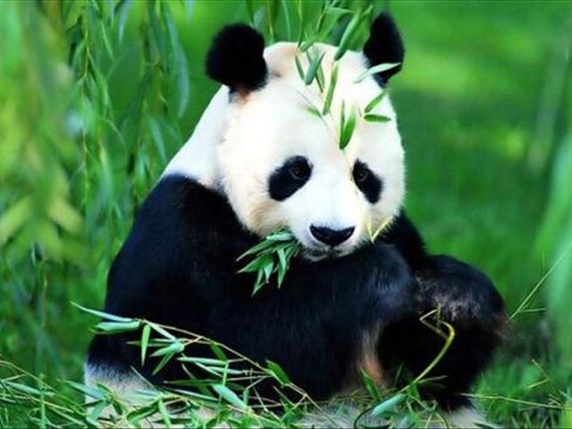 你们知道中国大熊猫寿命是多少年吗?而他们的