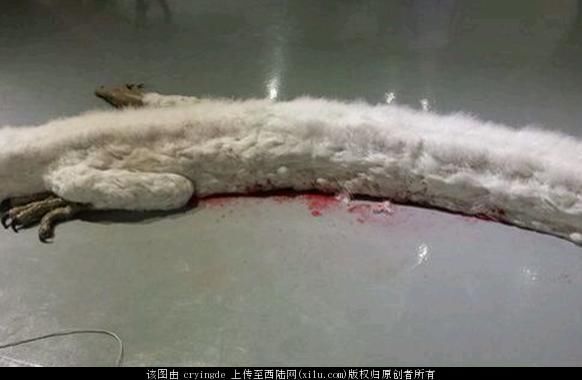 1962昆仑山螳螂人之谜,昆仑山螳螂人是真的吗