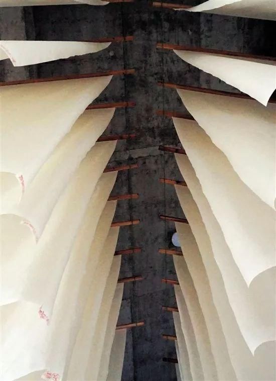 加工后正在晾晒的宣纸 江凌/摄 轻似蝉翼白如雪,抖似细绸不闻声 纸之