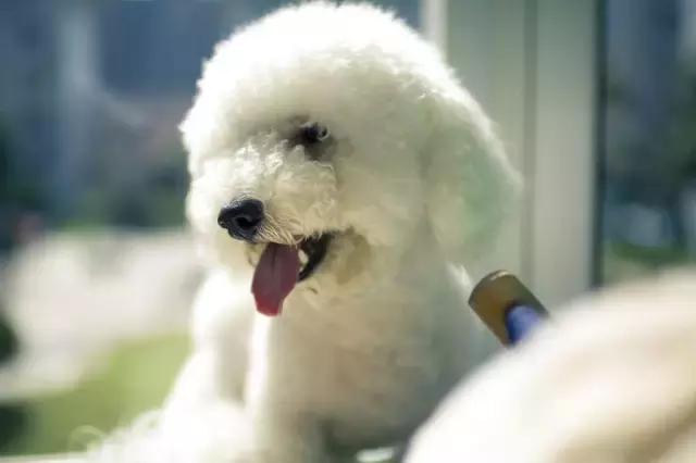 狗狗出门之后打架怎么办?