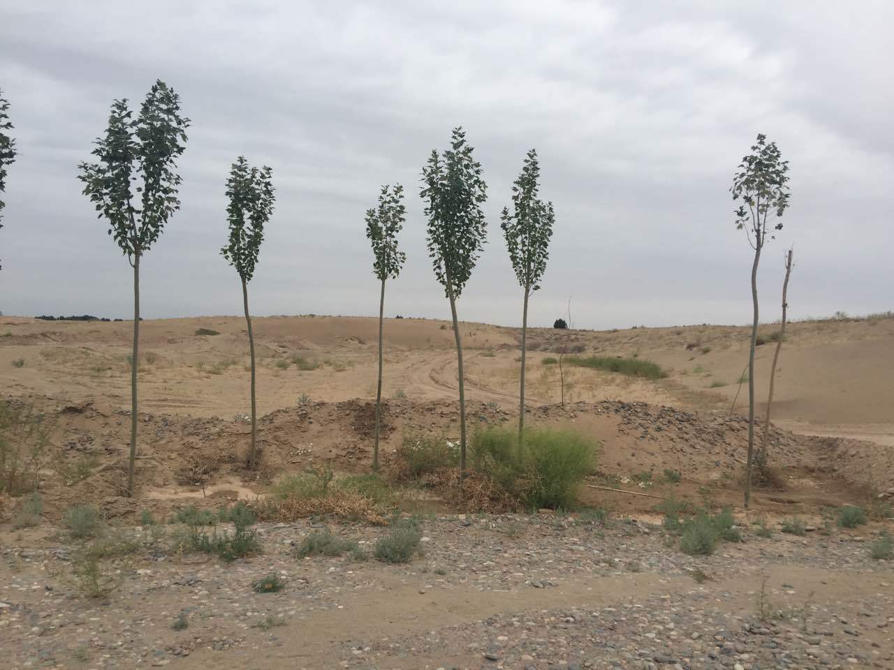 腾格里沙漠南的治沙故事