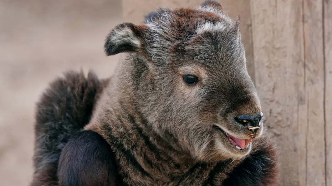 牛属兔!秦岭迎来今年第一只属兔的羚牛宝宝 牛属兔!秦岭迎来今年第一只属兔的羚牛宝宝